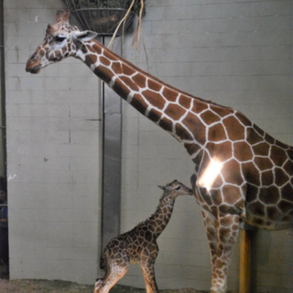 Meet your Posher, RL